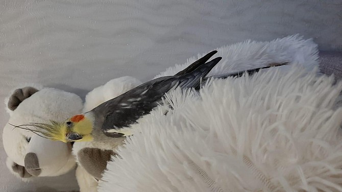 Попугай корелла Астрахань - изображение 1