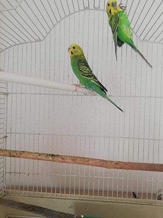 2 попугая с клеткой Краснодар - изображение 1