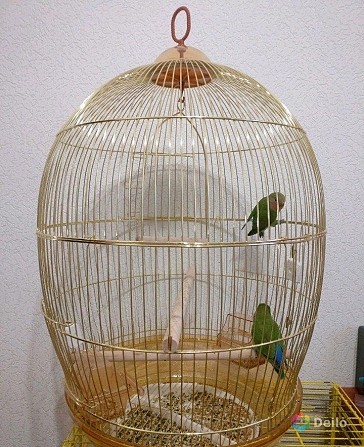 Попугаи неразлучники Саратов - изображение 1