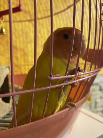 Продам попугая Неразлучника Иркутск - изображение 1