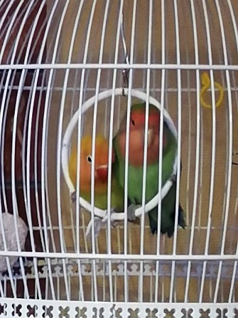 Пара попугаев неразлучников. Симферополь - изображение 1