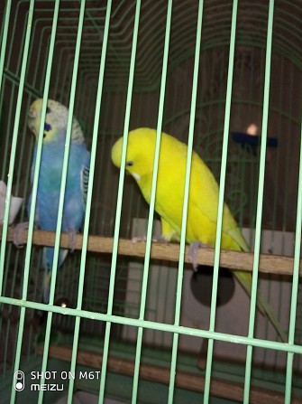 Пара попугаев для разведения Краснодар - изображение 1