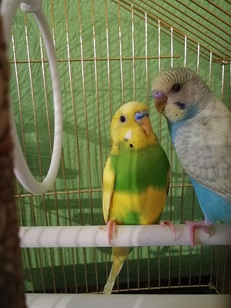 Волнистые попугайчики Тюмень - изображение 1