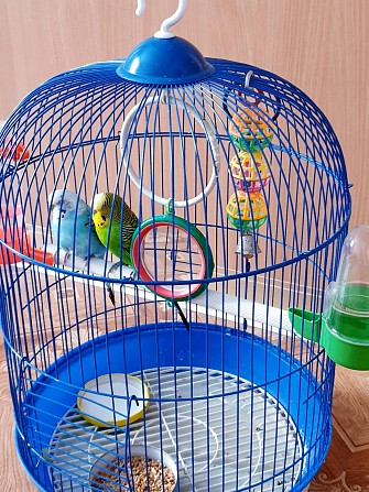 Волнистые попугайчики (вместе с клеткой) Иркутск - изображение 1