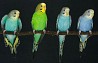 Молодые волнистые попугаи