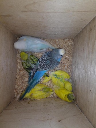 Волнистые попугайчики Курск - изображение 1