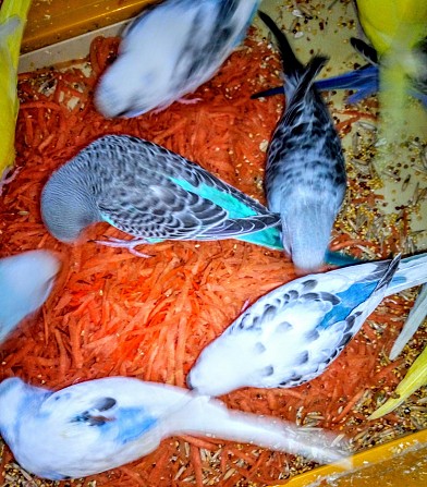 Птенцы волнистых попугаев Курск - изображение 1