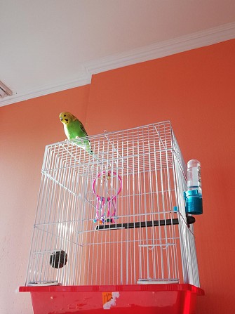 Продам волнистого попугайчика вместе с клеткой Сочи - изображение 1