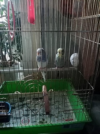 Волнистые попугаи. Вологда - изображение 1