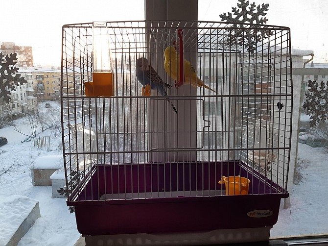 Волнистые попугаи с клеткой Якутск - изображение 1