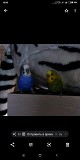 Птенцы волнистых попугаев.