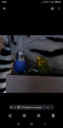 Птенцы волнистых попугаев. Королев - изображение 1