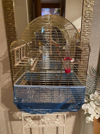 Волнистый попугай с клеткой самка Москва - изображение 1