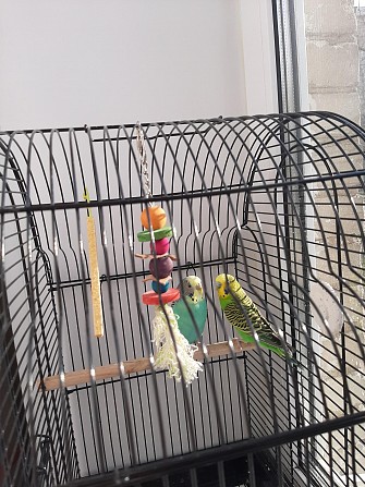 Волнистые попугайчики самец +самка+клетка +игрушка Москва - изображение 1