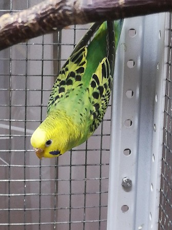 Волнистые попугаи, птенцы, самка самец Москва - изображение 1