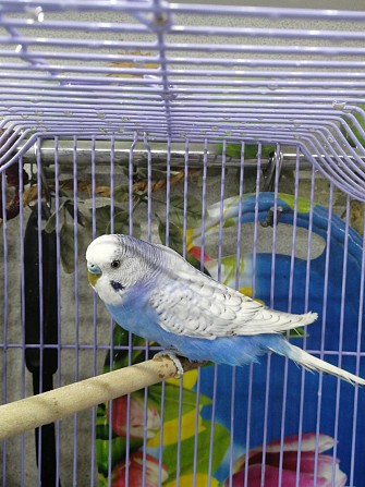 Сложившаяся пара волнистых попугаев. Москва - изображение 1