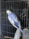Самка волнистого попугая