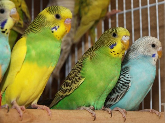 Волнистые попугаи для каждого. Большой выбор Санкт-Петербург - изображение 1