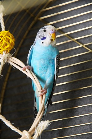 Волнистые попугаи. Голубые красавцы Санкт-Петербург - изображение 1