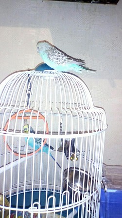 волнистые попугайчики с клеткой Новосибирск - изображение 1