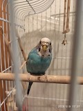 Волнистые попугаи - девочка