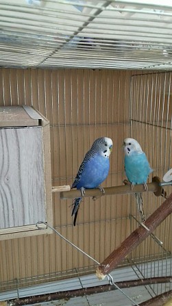 Два взрослых волнистых попугаев 700руб Самара - изображение 1
