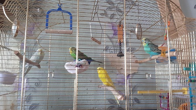 Волнистые попугаи Пермь - изображение 1