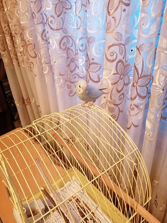 Волнистый попугай Саратов - изображение 1