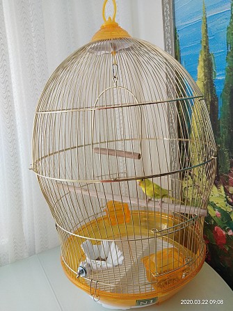 Волнистый попугай в клетке. Тюмень - изображение 1
