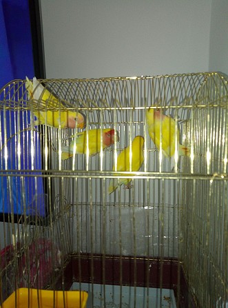 Попугаи неразлучники Тюмень - изображение 1