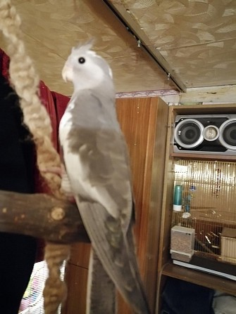 Попугай корелла самка Санкт-Петербург - изображение 1