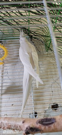 Корелла белая. Новосибирск - изображение 1