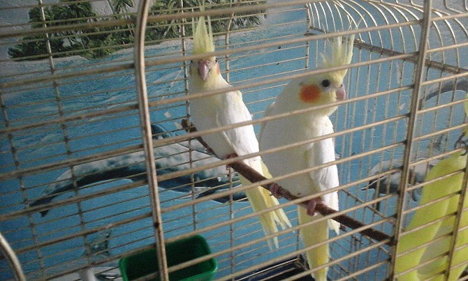 птенцы попугаякореллы Челябинск - изображение 1