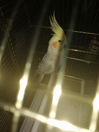 Попугай Корелла с клеткой Пенза - изображение 1