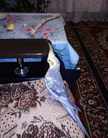 Попугай корелла(нимфа) Магнитогорск - изображение 1
