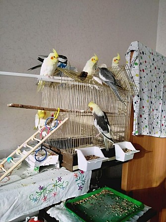 Попугайчики Корелла Подольск - изображение 1