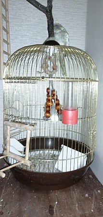 Попугай Корелла Щёлково - изображение 1