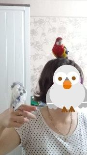 розелла попугай Омск - изображение 1