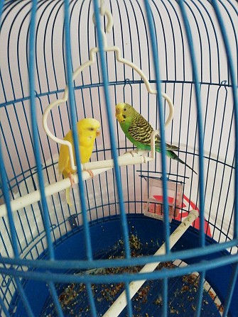 Волнистый попугай(девочка няша) Кемерово - изображение 1