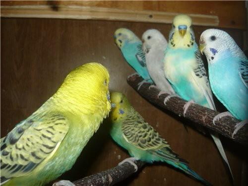 Волнистые попугайчики Кемерово - изображение 1