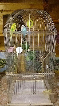 2 волнистых попугая + 2 клетки Рязань - изображение 1