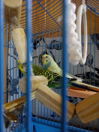 Волнистые попугаи,самец и самка Киров - изображение 1