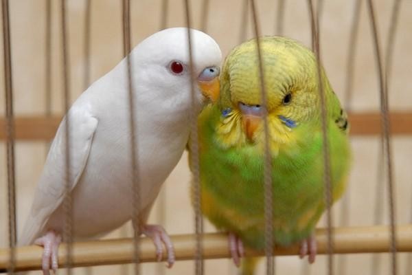 Волнистые попугайчики Курск - изображение 1