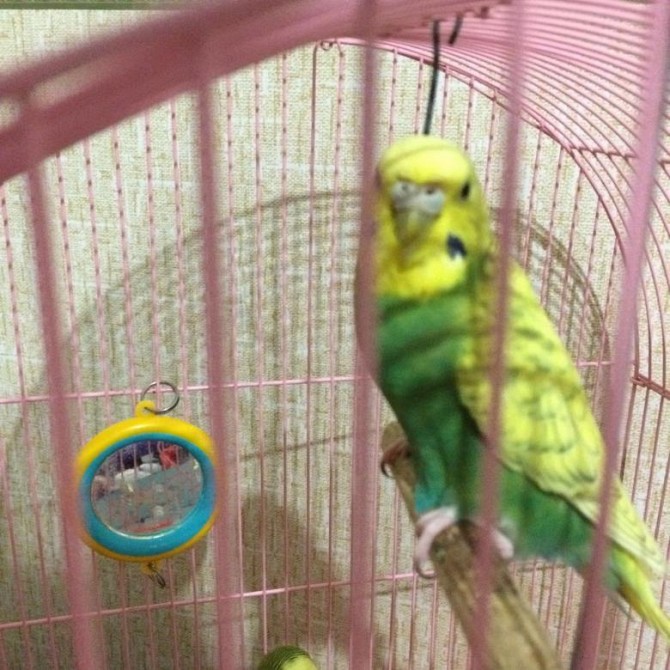 волнистые попугаи Курск - изображение 1