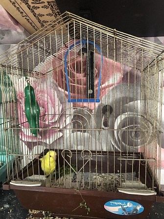 Волнистый попугай Сочи - изображение 1