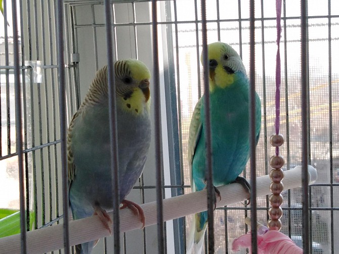 Продам попугаев с клеткой Ставрополь - изображение 1