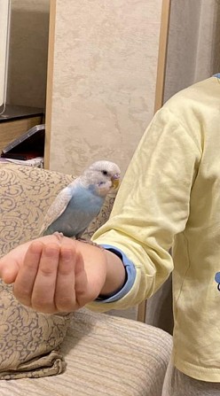 Волнистый попугай ручной Химки - изображение 1
