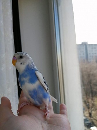 Волнистые попугаи птенцы Москва - изображение 1