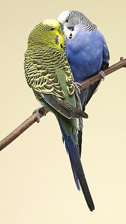 Волнистые попугаи Нижний Новгород - изображение 1