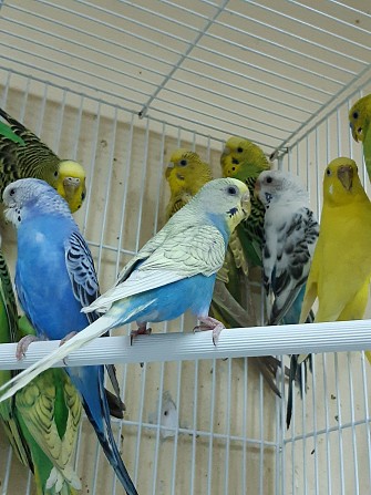 Волнистые попугаи Челябинск - изображение 1
